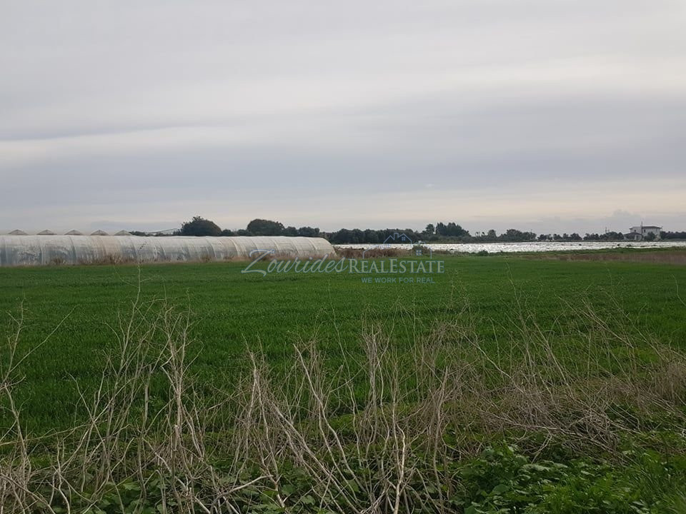 Field in Maroni