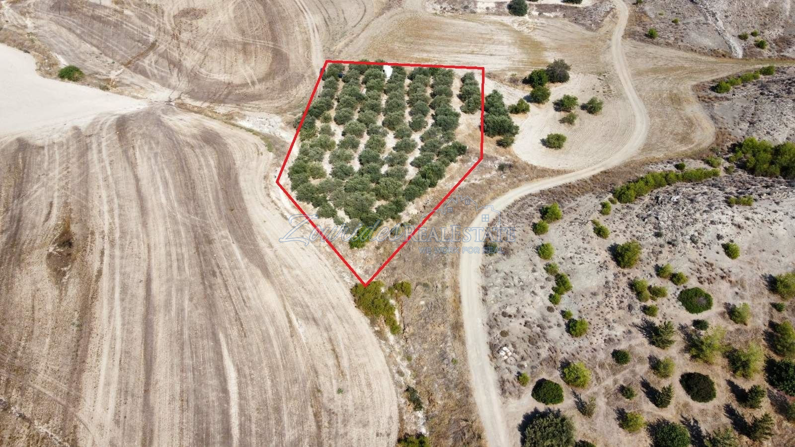 Field in Avdellero, Larnaca