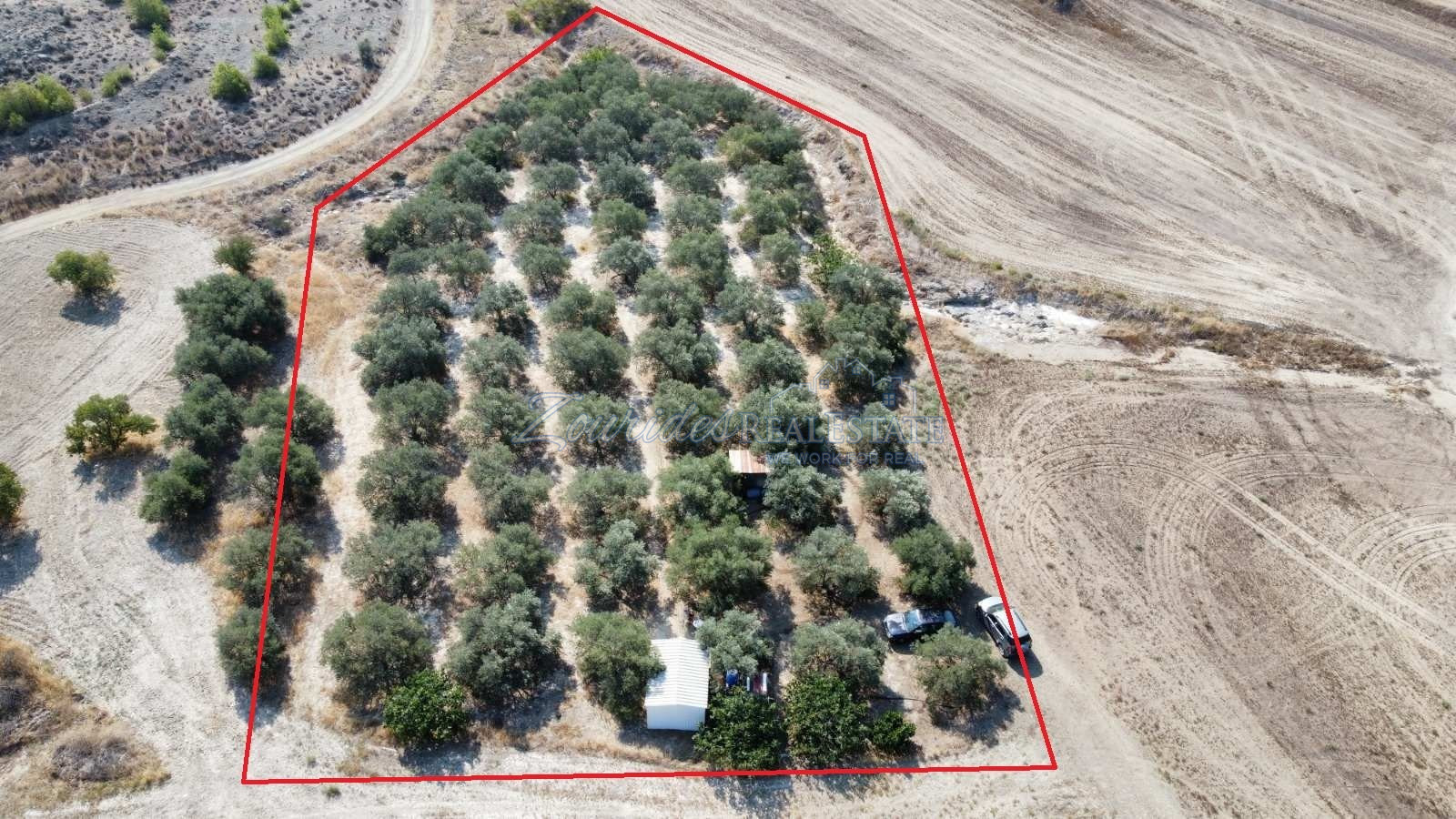 Field in Avdellero, Larnaca